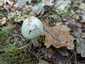Fehér galóca (Amanita verna), Dél-Pest